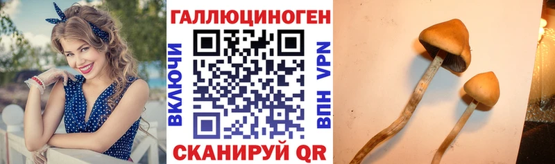 купить   Себеж  Псилоцибиновые грибы Cubensis 